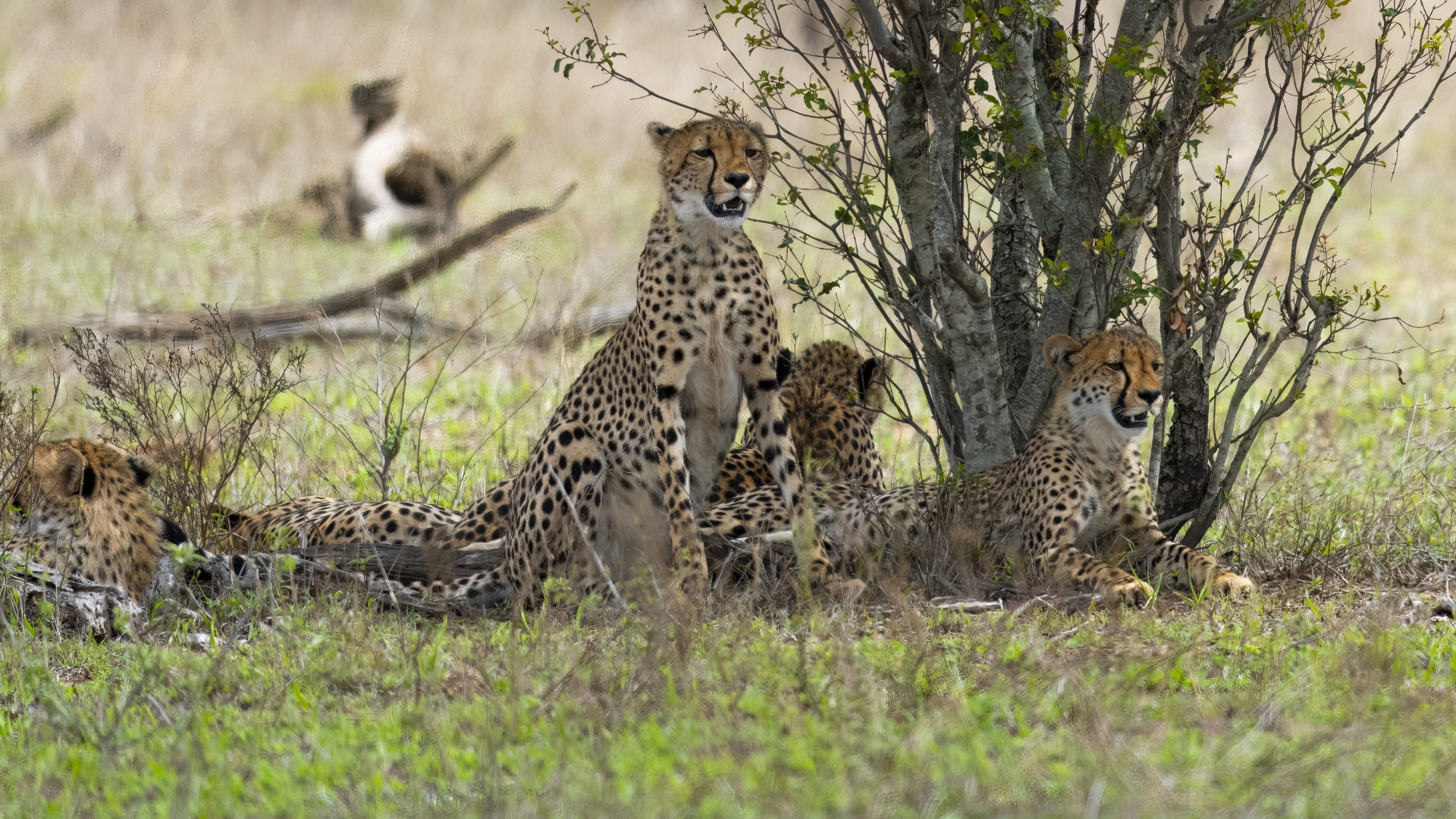 Kruger25 2025 10 31 13 30 00 ILCE 1M2 1497